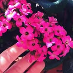 @eva_rowlands_2006 - Instagram