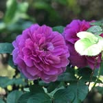 Eva Rubin - @evarubinharvey - Instagram