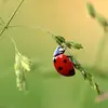 eva - @evafrummel - TikTok