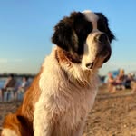 Eva 🐶 - @evasalto2025 - Instagram