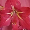Eva San juan - @eva.san.juan1 - TikTok