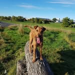 eva schönning - @eva_schonning - Instagram
