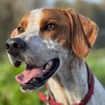 Jagdhund Pointer - @eva_schulze_pointerleben - Instagram
