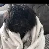 Penny The Toy Poodle - @evaswift100 - TikTok