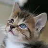 SwiftKey_Eva - @swiftkey_eva - TikTok