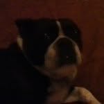 Eva Thornton - @evathedog_123 - Instagram