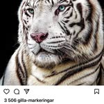 Eva Vincze - @ewyly - Instagram