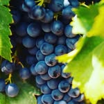Ev&Em Vineyards - @evandemvineyards - Instagram