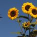 Eva Weber - Facebook