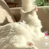 Phạm Việt Long - @evaleen.lwellman - TikTok