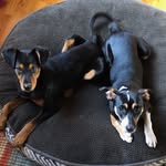 Eva and Penelope Wendel - @happytailsisters - Instagram