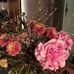 Eva Werner - Facebook