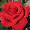 Eva Werty - @eva.werty - TikTok