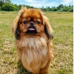 Wilbur The Pekingese - @wilbur_evans2019 - Instagram
