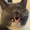eeeevvvaaaaa - @evawilkins6 - TikTok