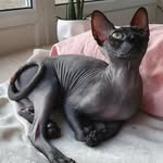 Eva-Rose🌹 ft, winston 🇷🇺 - @eva_nakedsphynx - Instagram