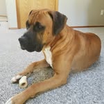 Eva Wiseman - @brutdog1 - Instagram