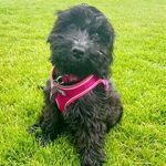 Eva Wright 🐶 - @eva.wright.cockapoo - Instagram