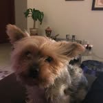 eva zaccaria - @my_dog_vivi - Instagram