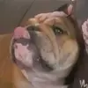 evelyn lewis - @evelyn_lewiss - TikTok