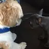 Evanarmstrong  - @_evanarmstrong_ - TikTok