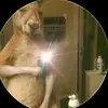 Evan Avila - @elpapugrasoso24 - TikTok