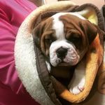 Evan & Bacon - @evan_lovesbacon - Instagram