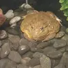 froggy - @aevan.baysa - TikTok