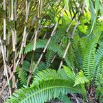Evan Bean - @practical.plant.geek - Instagram