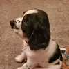 evanbelanger775 - @evanbelanger - TikTok