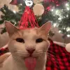 evanbous - @evanbous - TikTok