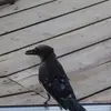 evanblain - @kittycatlover600 - TikTok