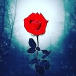 evan - @evanbrenner16 - Instagram