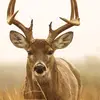 Apple User828247586 - @evanbrink7 - TikTok