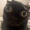 evanbrophy53 - @evanbrophy53 - TikTok