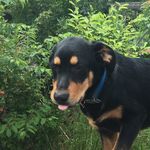 Evan Brunson - @dogs_rule223 - Instagram