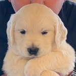 Boomer (puppy Of Evan & Allie) - @allies_dog_evans_burden - Instagram