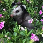 Evan Clifton - @evplantypage - Instagram