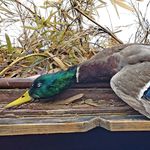 evan cooley - @rcoduckhunting - Instagram