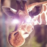 Evan Cowan - @longneck_giraffe55 - Instagram