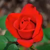 Denise Evans - @denise.evans3 - TikTok