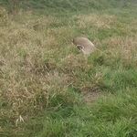 Evan Dennison - @evan.dennison.319 - Instagram