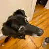 evan - @evandoann - TikTok