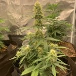 Evan dobbs - @weedtrud - Instagram