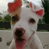 Evan Dominguez - @evandominguez4 - TikTok