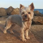🐕schtrulik🐾 - @evandullina - Instagram