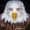 Evan_Eagle - @evan_eagle6382 - TikTok