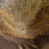 evan_FOR_life - @evan.helbert - TikTok