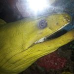Evan Ewing - @eel.god - Instagram