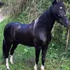 Evan⚾️🐎 - @evanpr22 - TikTok